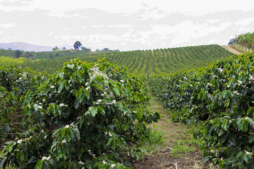 Washed Yirgacheffe Farm