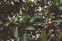 Washed Yirgacheffe Grade 2